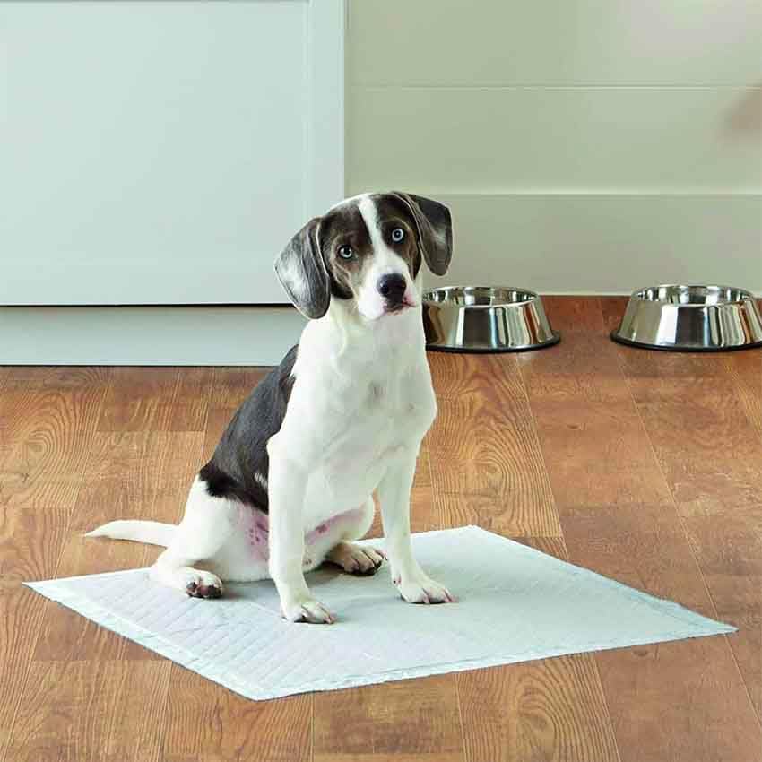 Croci Super Nappy - Tappetini Igienici per Cani 60X90 cm 50 Pezzi - Traverse Cani e Animali Domestici, per Pipi Cane e Gatto Ultra Assorbenti Usa e Getta, Antistrappo e Antiodore