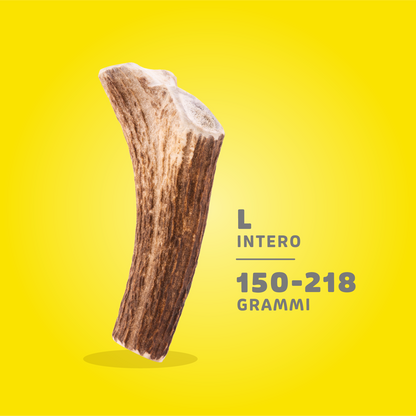 CORNA DI CERVO ANIMAL HOUSE L 150-218 gr