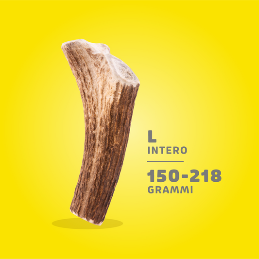 CORNA DI CERVO ANIMAL HOUSE L 150-218 gr