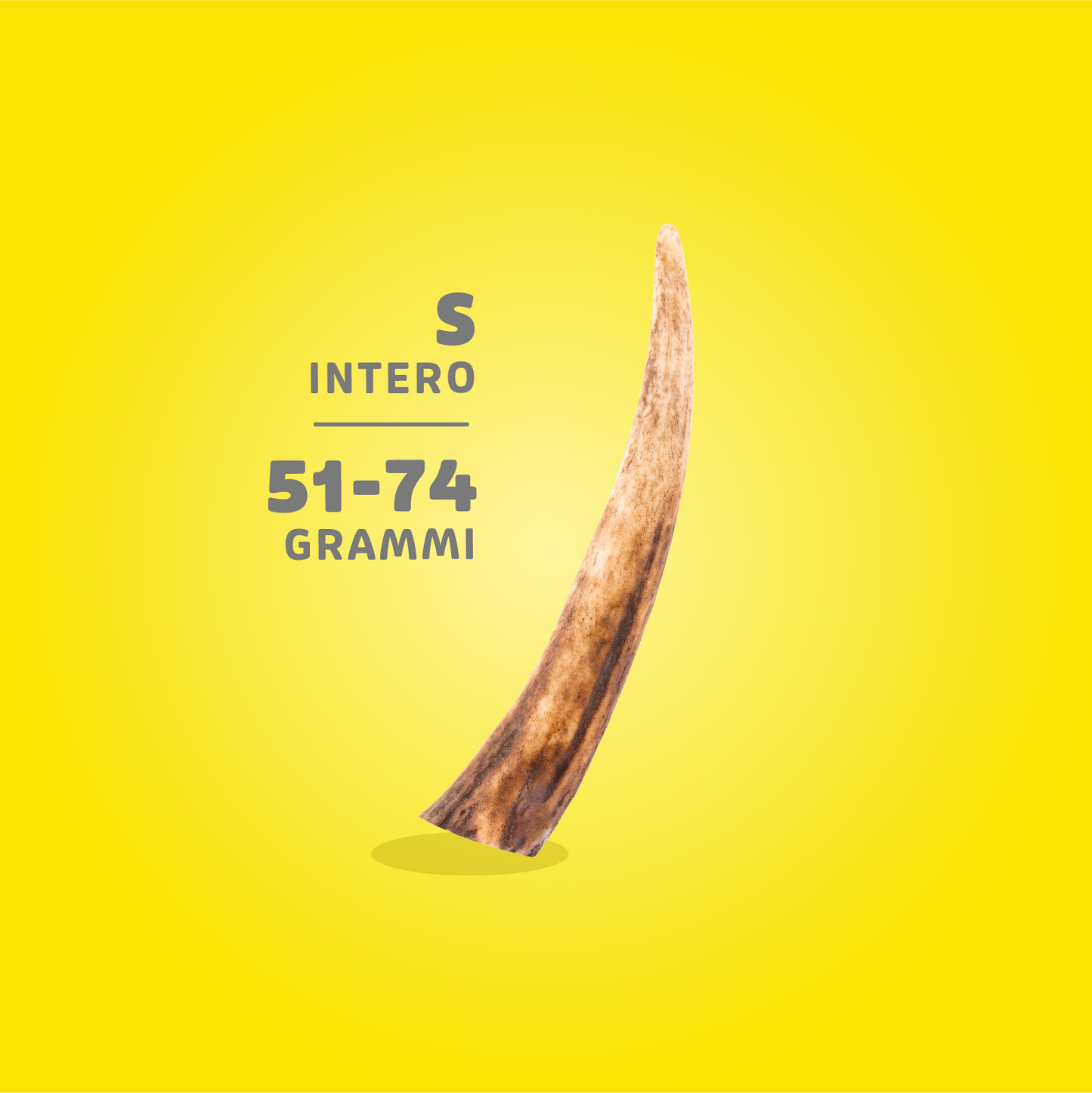 CORNA DI CERVO ANIMAL HOUSE S 51-74 gr