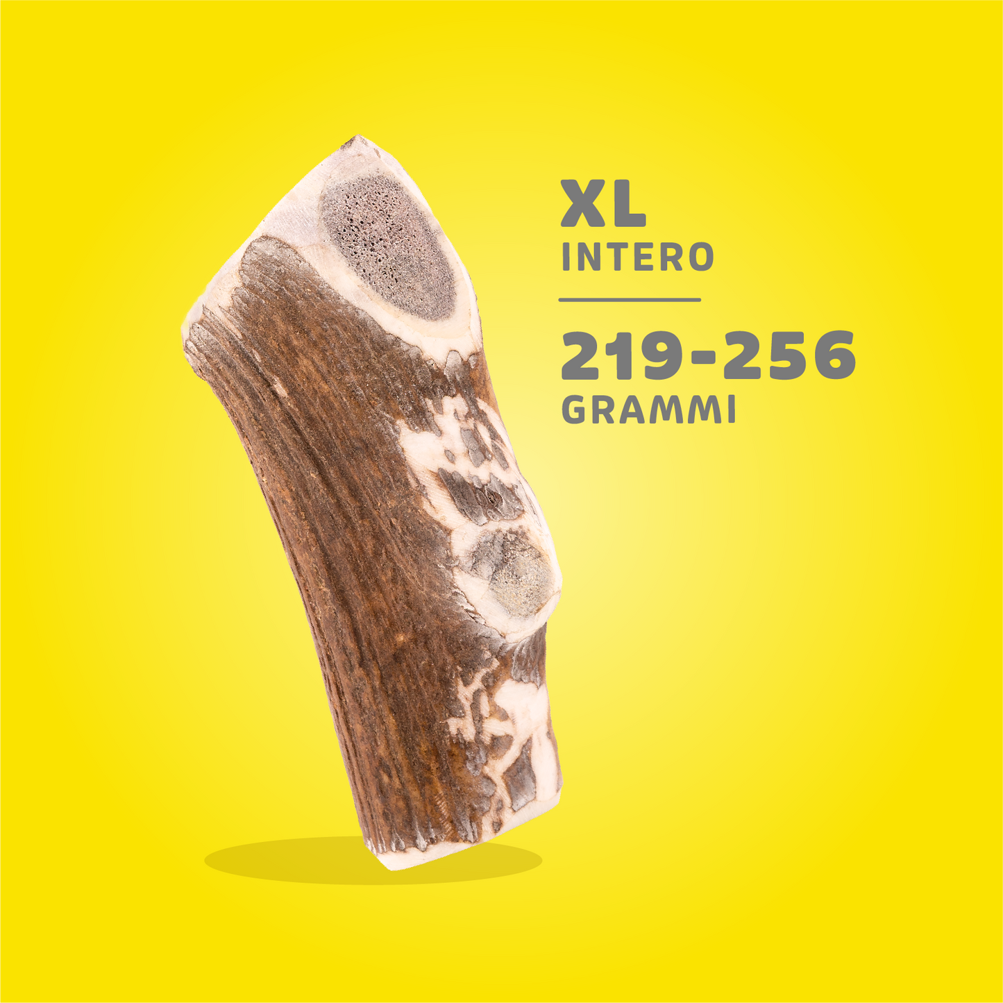 CORNA DI CERVO ANIMAL HOUSE XL 219-256 gr