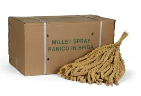 raggio do sole SPIGA DI PANICO 15 Kg